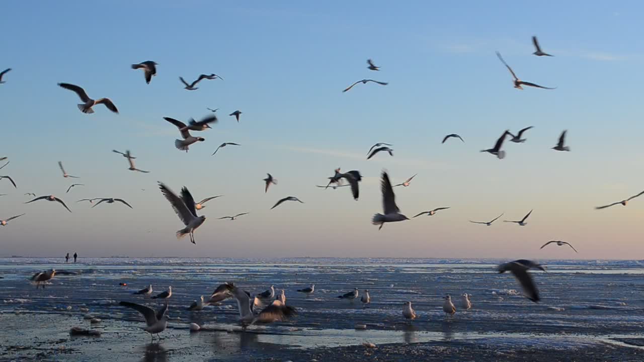 Stock Video Birds Landing On The Beach Live Wallpaper For PC