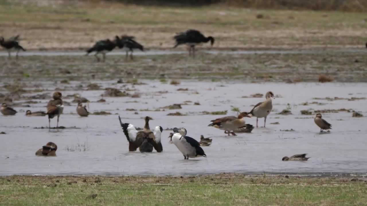 Stock Video Birds In A Flooded Field Live Wallpaper For PC
