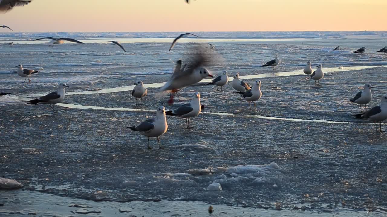 Stock Video Birds Foraging On The Coast Live Wallpaper For PC