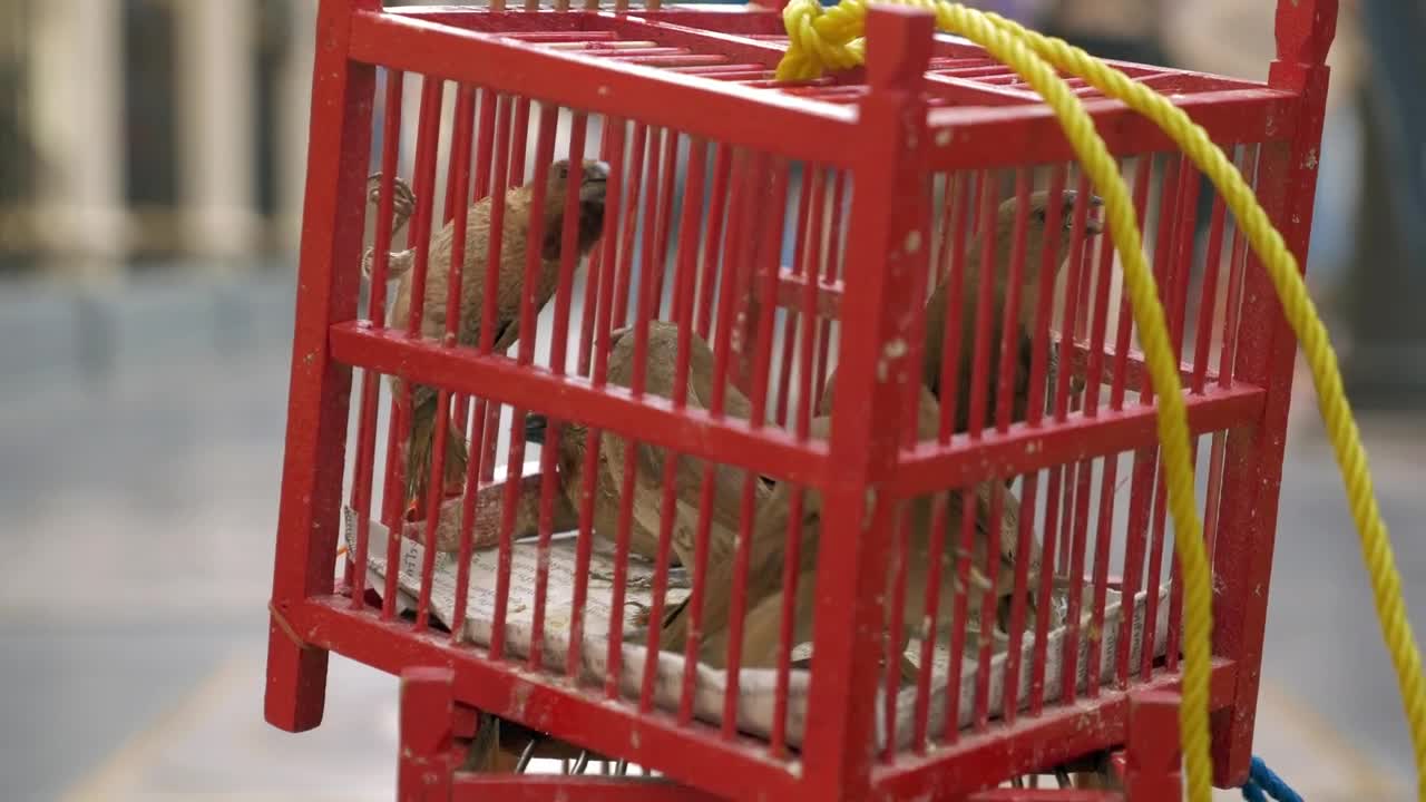 Stock Video Birds For Sale In Thailand Live Wallpaper For PC