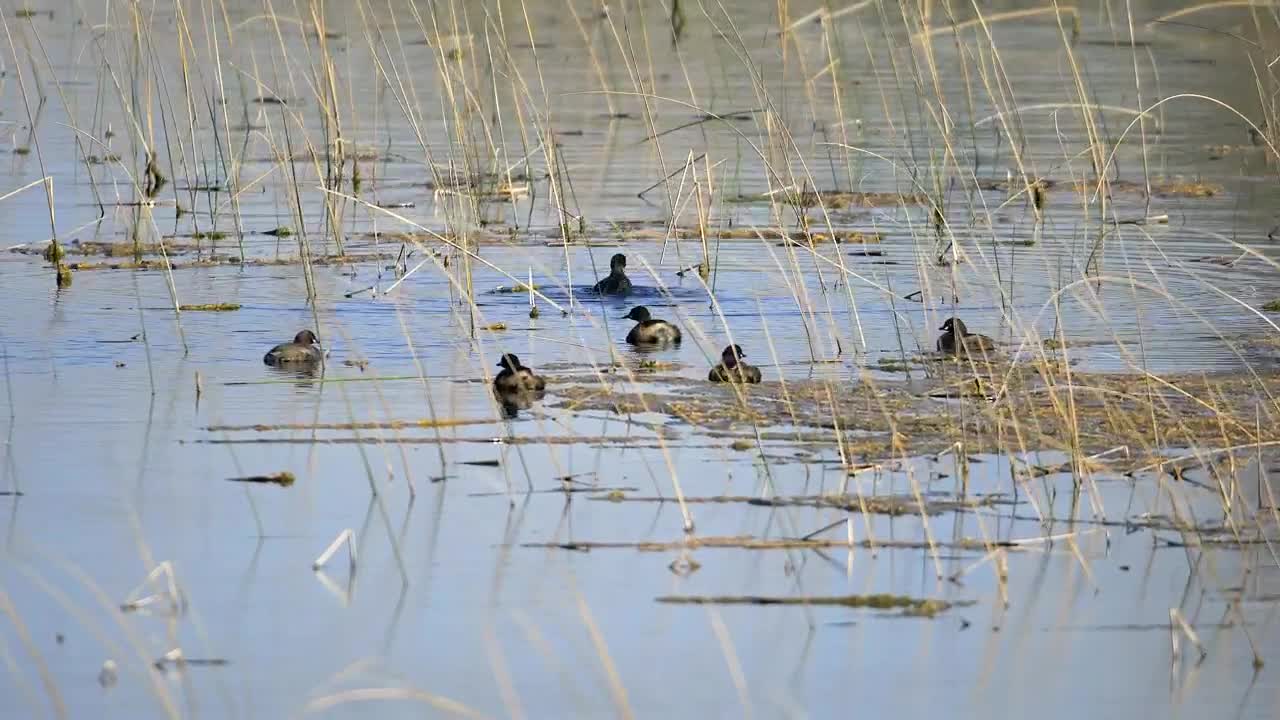 Stock Video Birds Floating On A Pond Live Wallpaper For PC