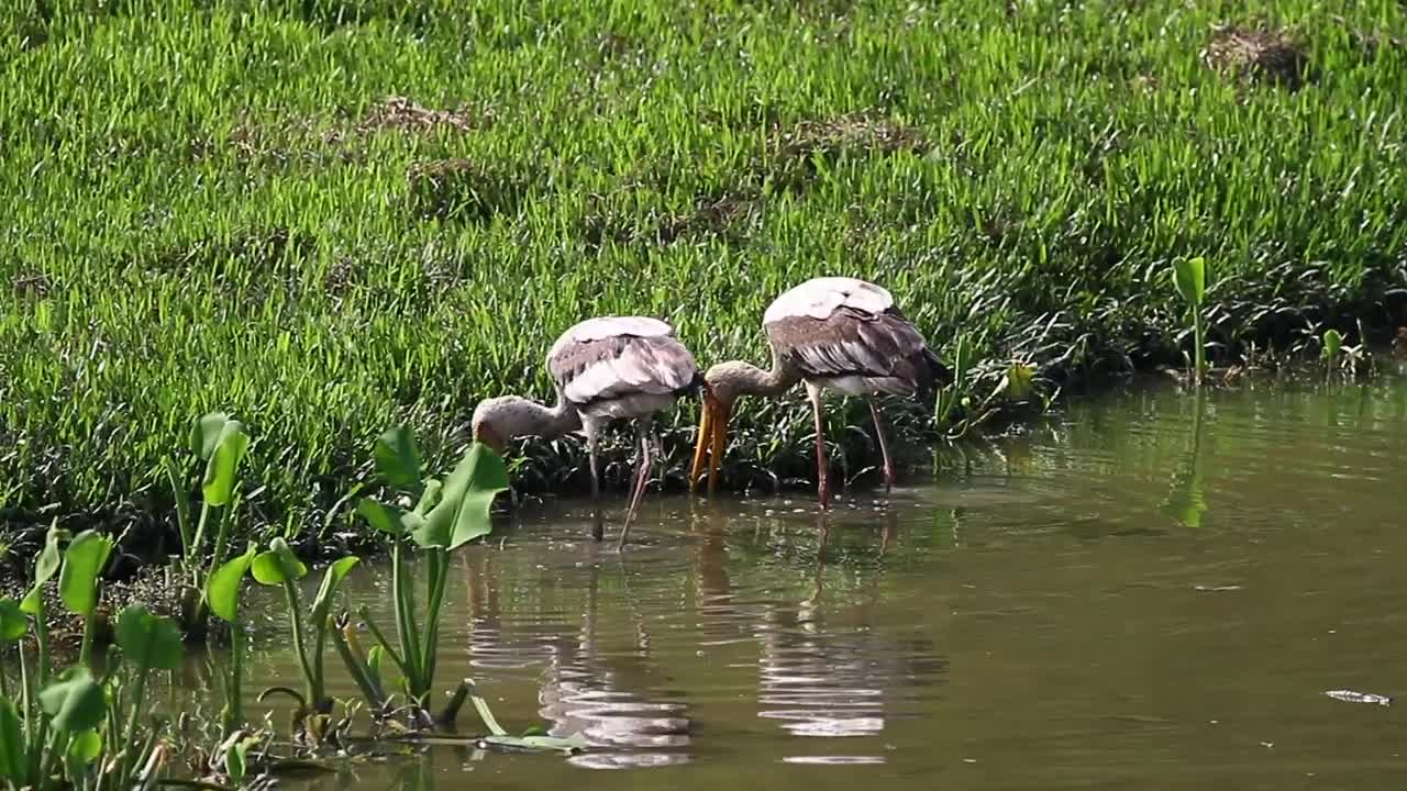 Stock Video Birds Fishing In Shallow Water Live Wallpaper For PC