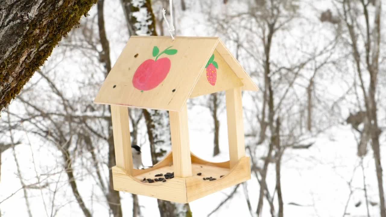 Stock Video Birds Feeding On A Snowy Day Live Wallpaper For PC