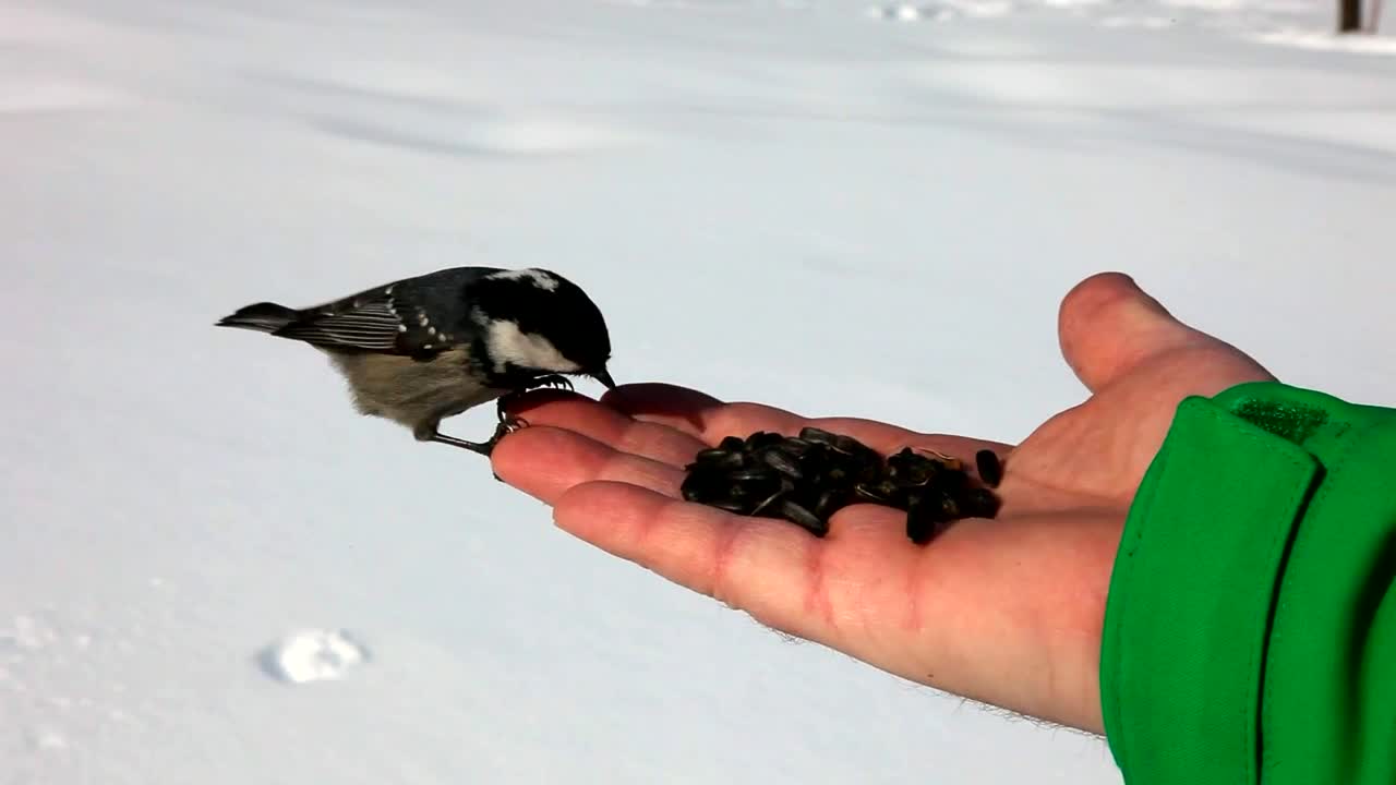 Stock Video Birds Feeding On A Hand In The Snow Live Wallpaper For PC