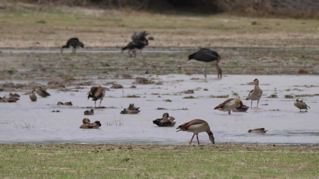 Stock Video Birds Enjoying The Pond Live Wallpaper For PC