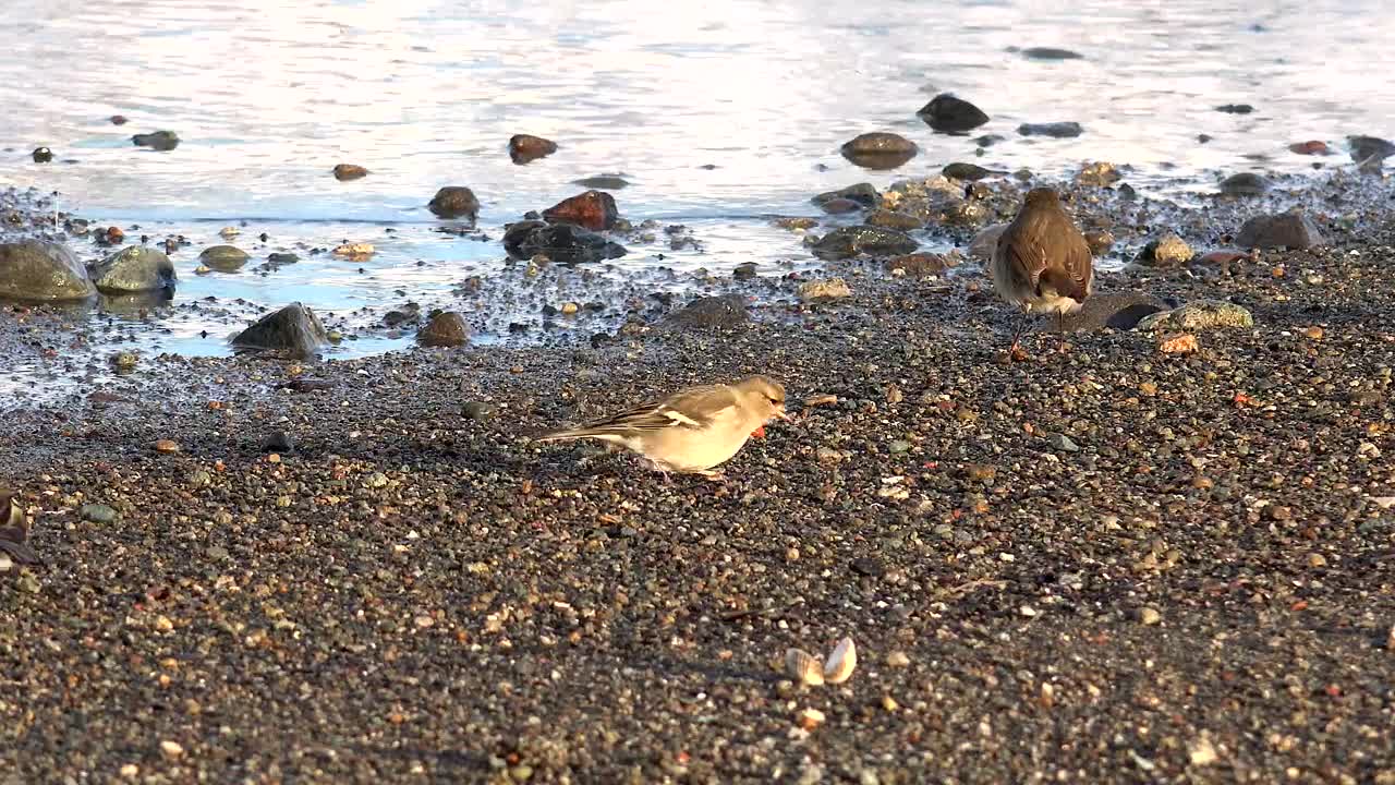 Stock Video Birds Eating In The Lake Shore Live Wallpaper For PC
