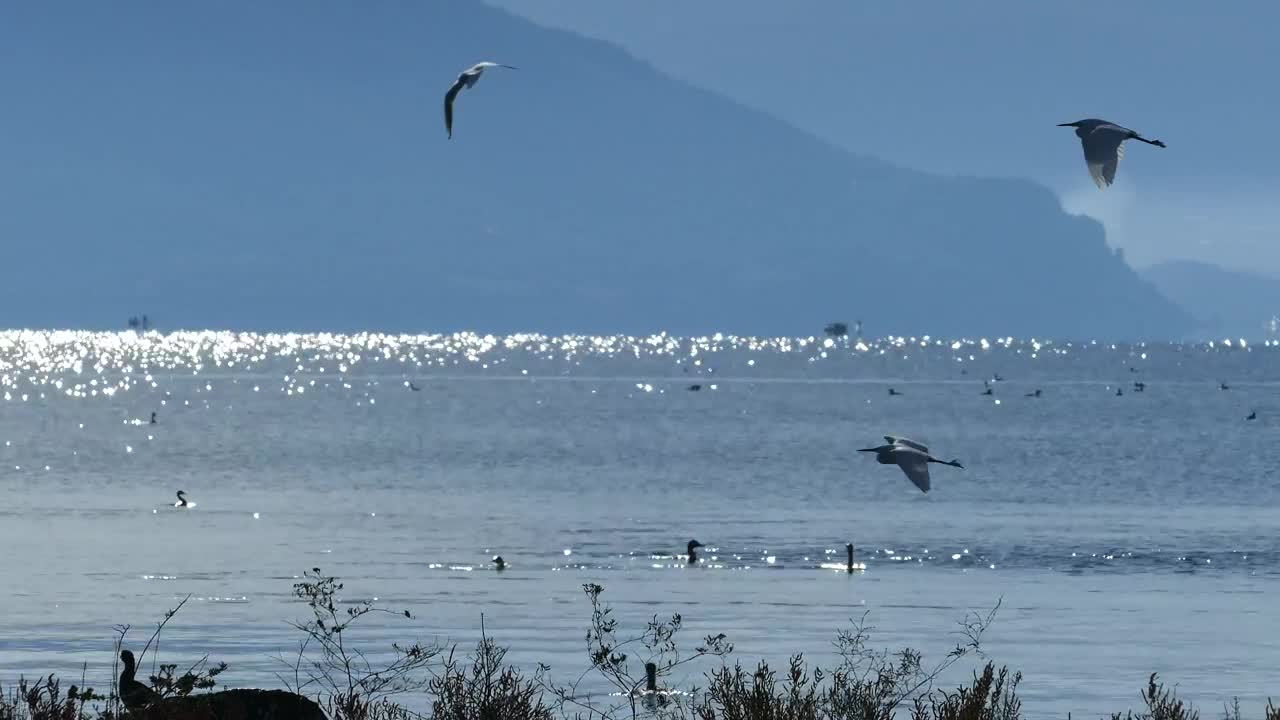 Stock Video Birds Diving In The Lake Live Wallpaper For PC