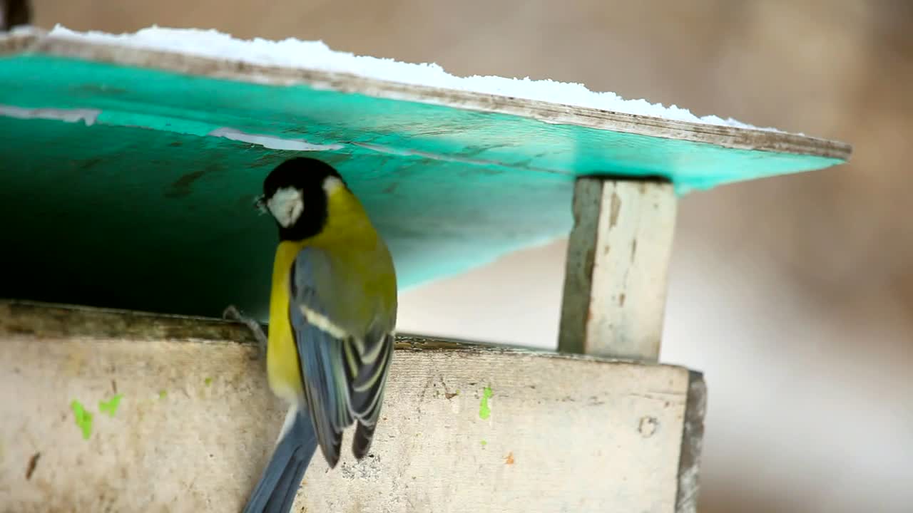 Stock Video Birds At Park Feeder Live Wallpaper For PC