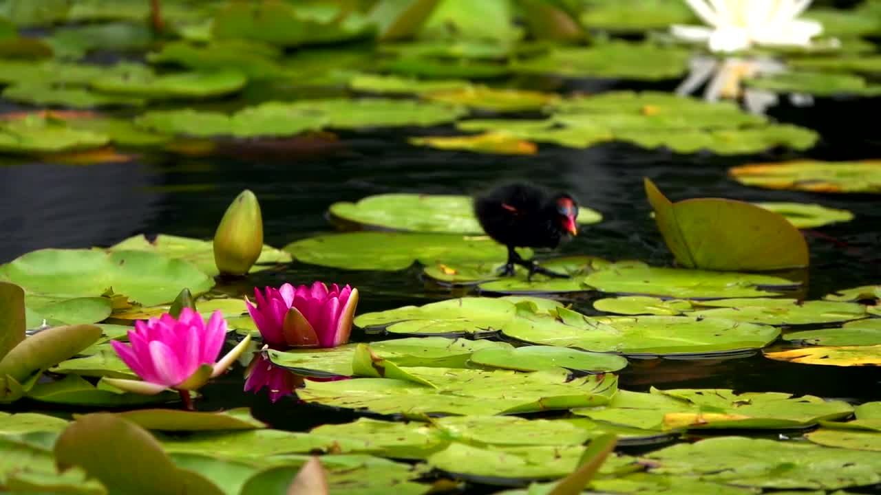 Stock Video Bird Walking On The Leaves In The Water Live Wallpaper For PC