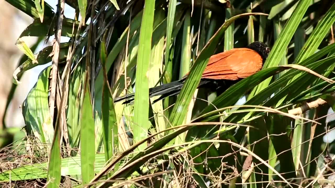 Stock Video Bird Walking Through Dry Grass Live Wallpaper For PC