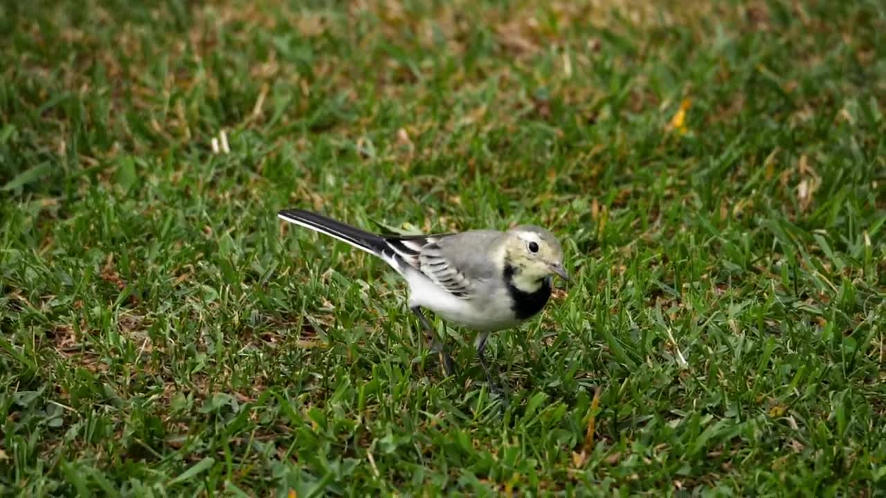 Stock Video Bird Walking On The Grass Live Wallpaper For PC
