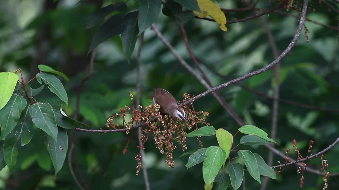 Stock Video Bird Taking Insects From A Branch Live Wallpaper For PC