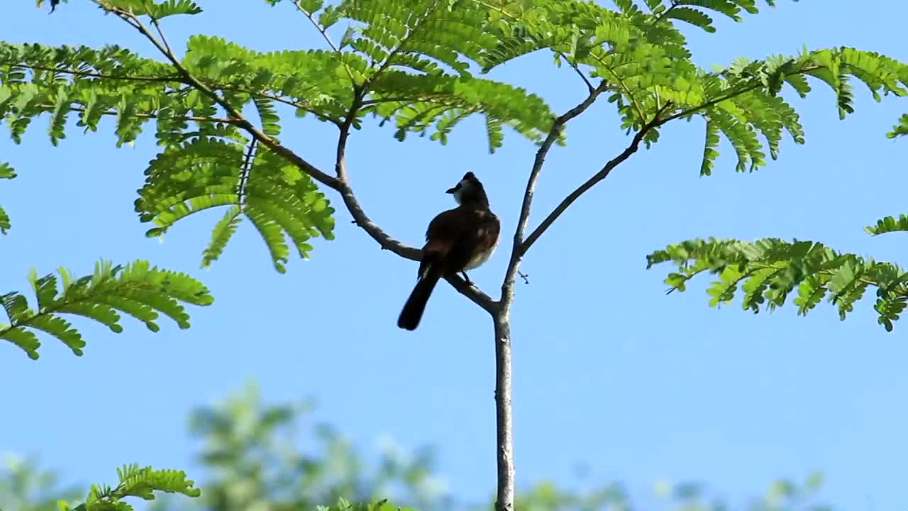 Stock Video Bird Swaying In The Wind Live Wallpaper For PC