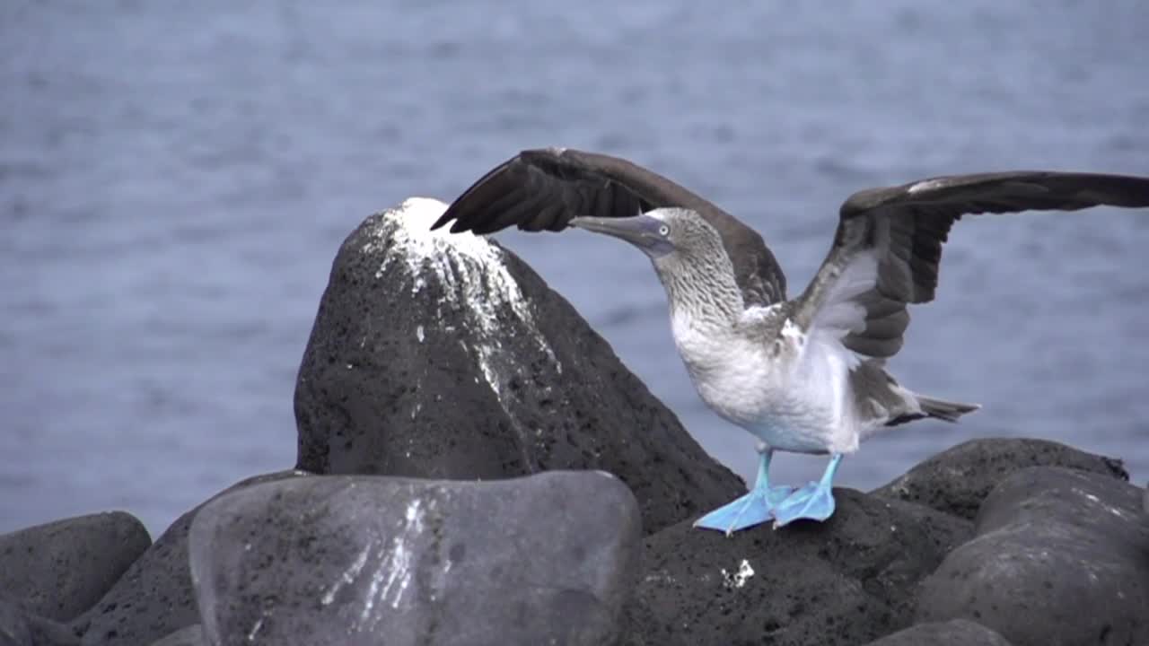 Stock Video Bird Stretching On A Rock Live Wallpaper For PC