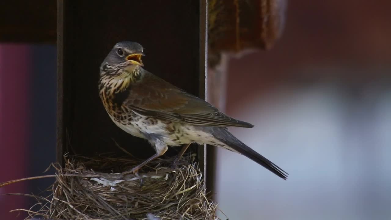 Stock Video Bird Standing On The Nest Live Wallpaper For PC