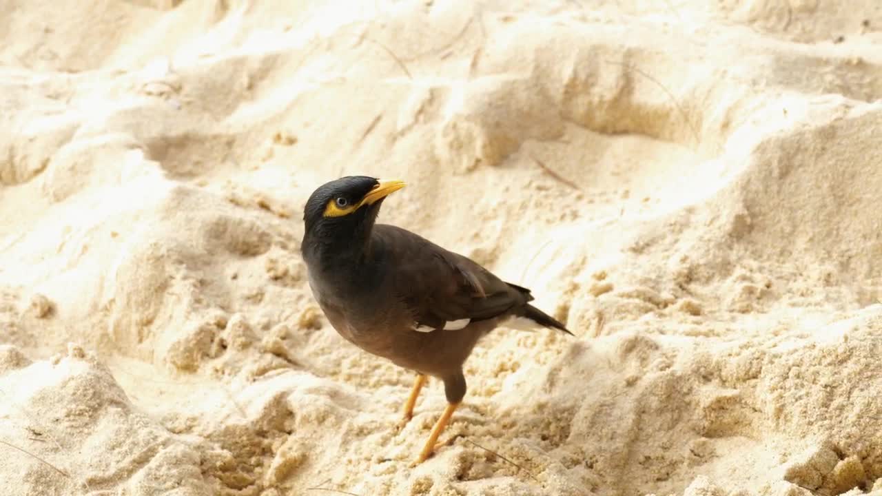 Stock Video Bird Standing In The Sand Live Wallpaper For PC