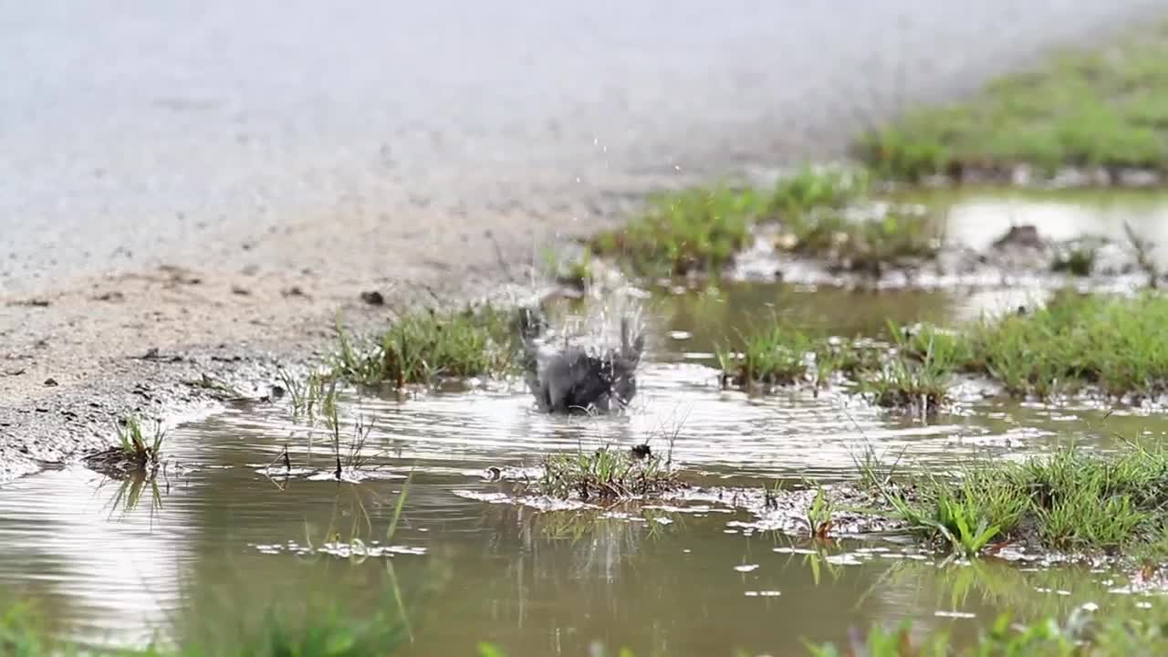Stock Video Bird Splashing In A Pool Live Wallpaper For PC