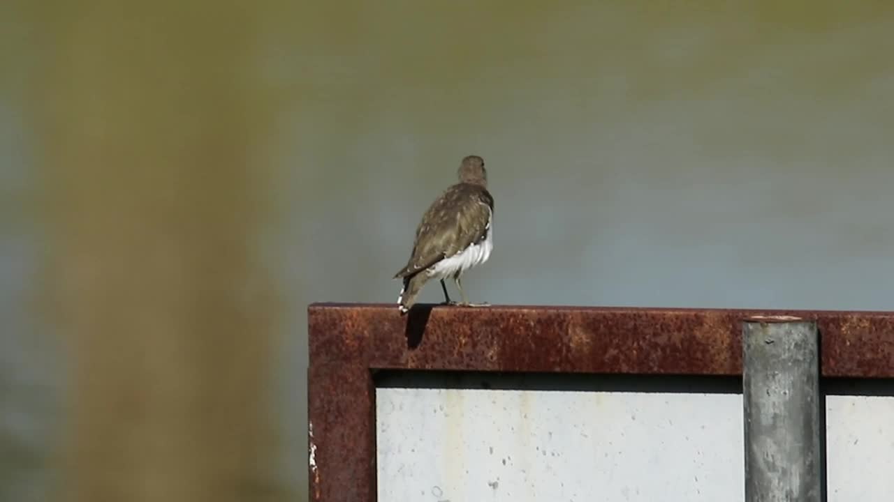 Stock Video Bird Sitting On A Signpost Live Wallpaper For PC