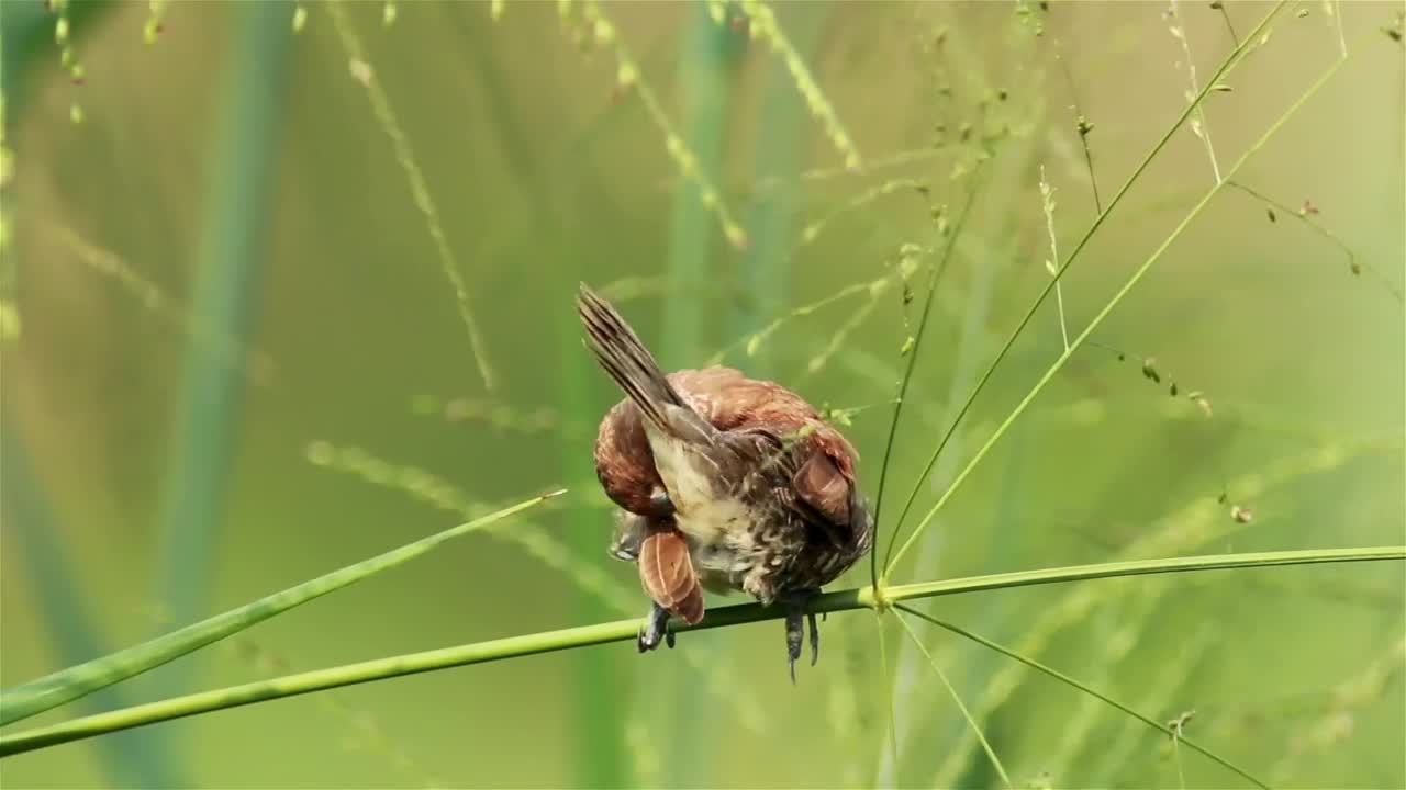 Stock Video Bird Sitting In Tall Grassland Live Wallpaper For PC
