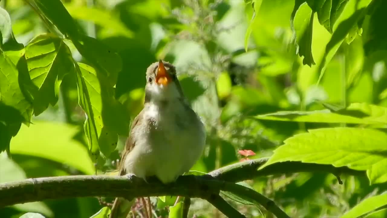 Stock Video Bird Singing In A Tree Live Wallpaper For PC