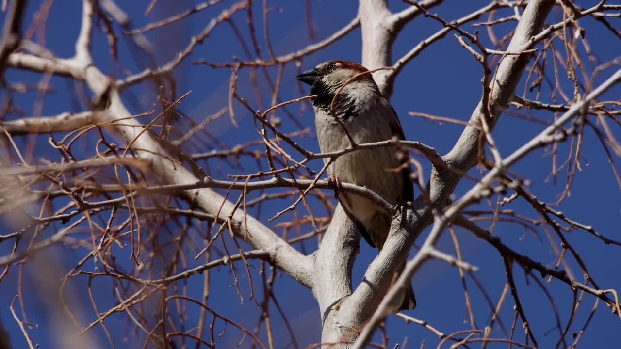 Stock Video Bird Perched On The Branches Of A Dry Tree Live Wallpaper For PC