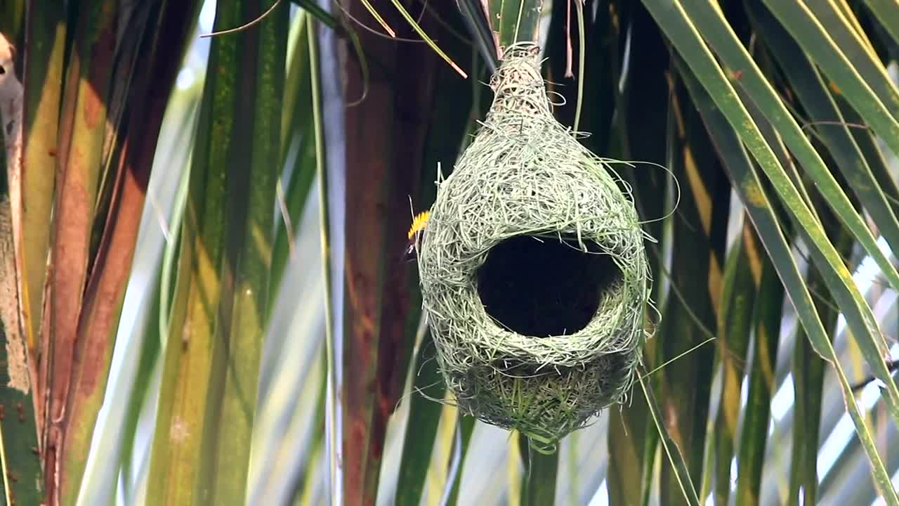 Stock Video Bird Outside A Hanging Nest Live Wallpaper For PC