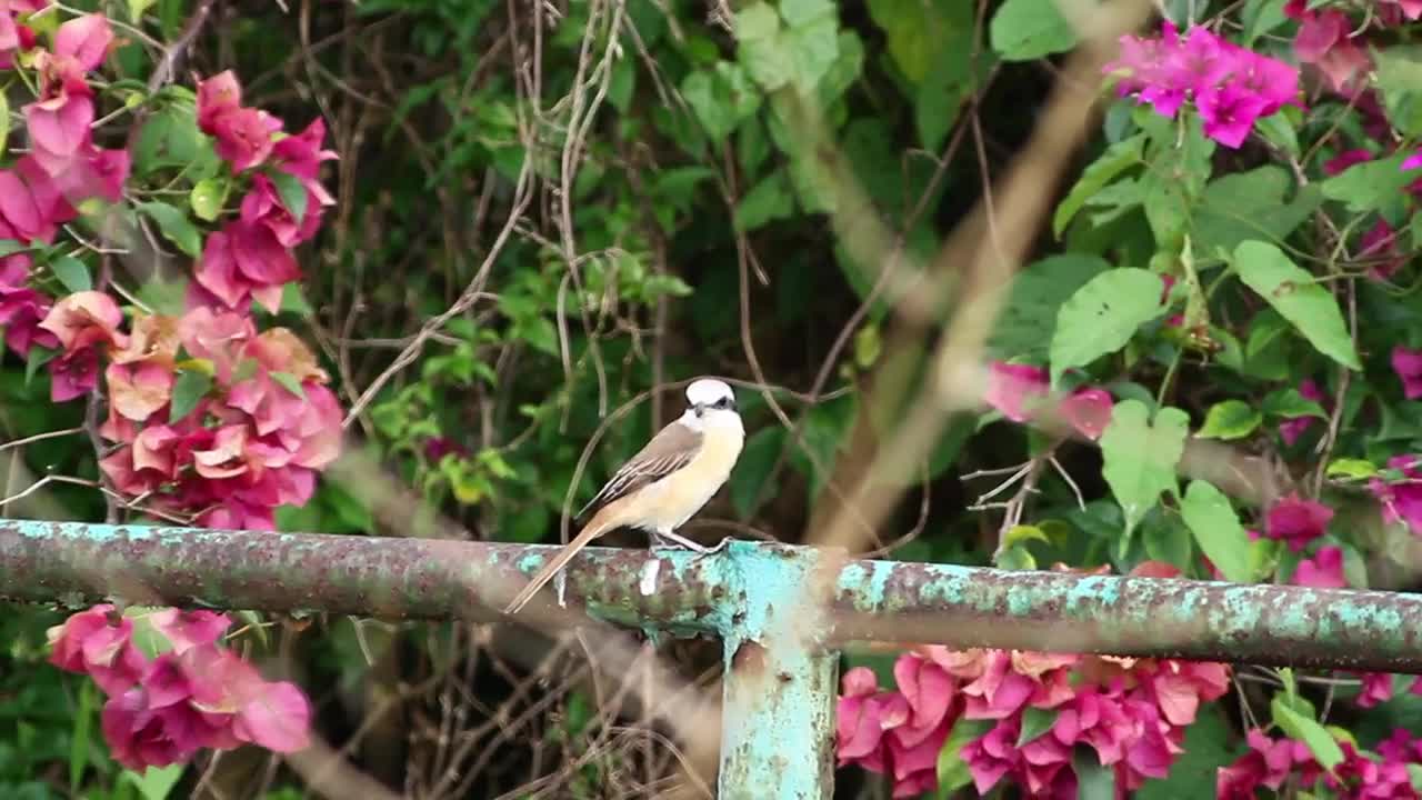 Stock Video Bird On A Metal Fence Live Wallpaper For PC
