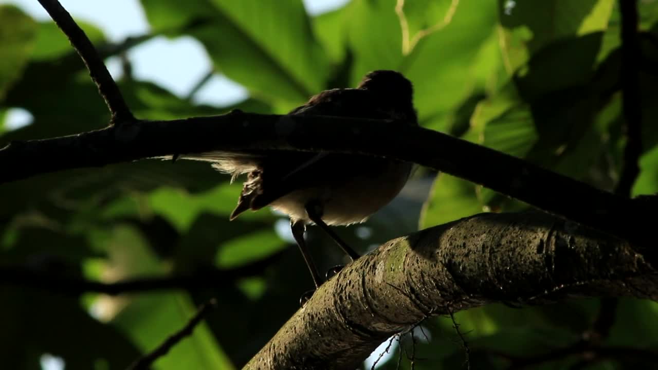 Stock Video Bird In The Shadow Of A Tree Live Wallpaper For PC