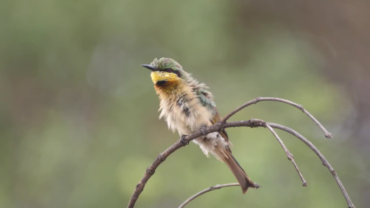 Stock Video Bird In A Forest Park Live Wallpaper For PC