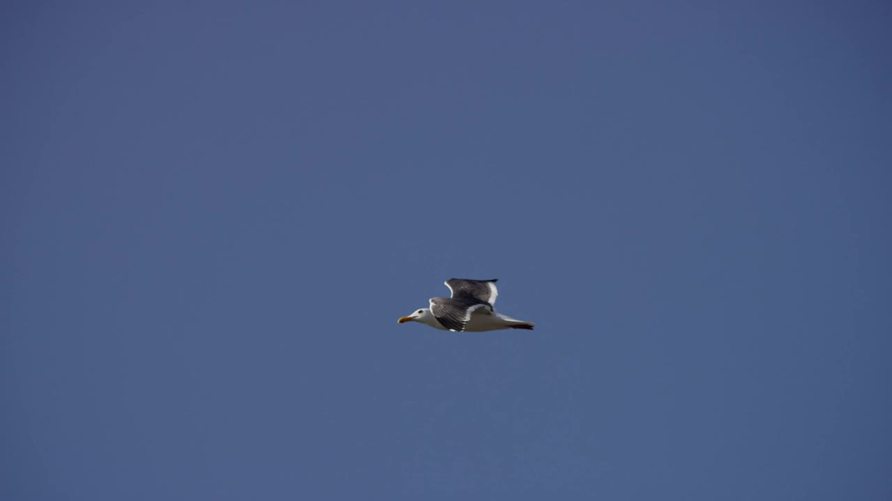 Stock Video Bird Flying In The Clear Blue Sky Live Wallpaper For PC