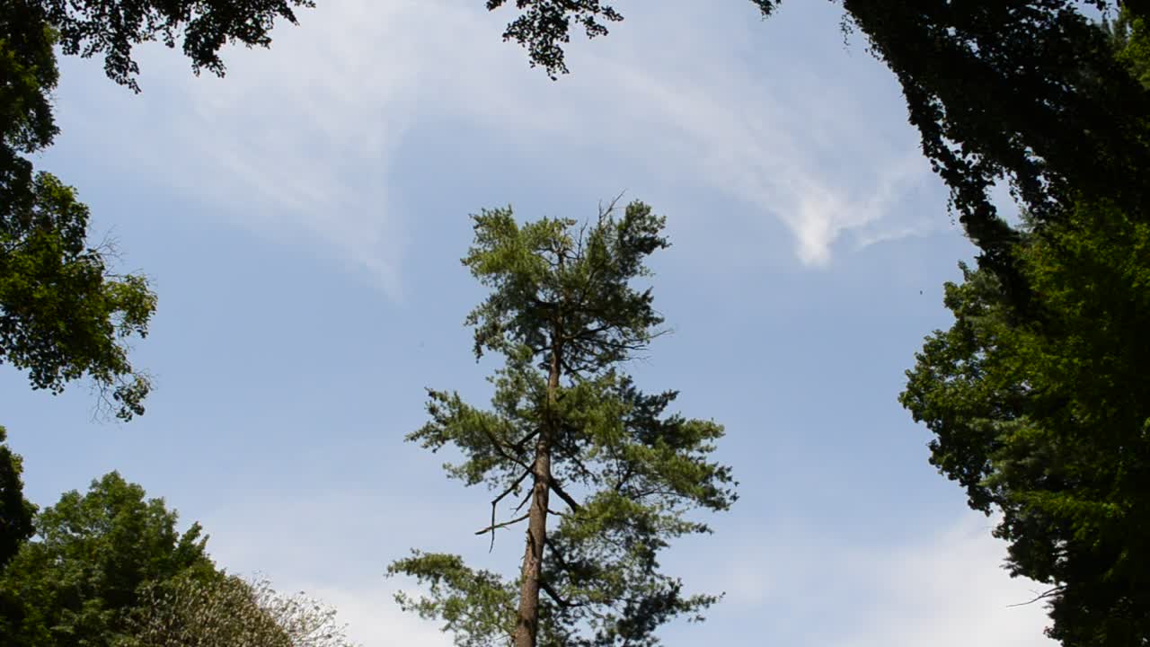 Stock Video Bird Flying Through Tall Trees Live Wallpaper For PC