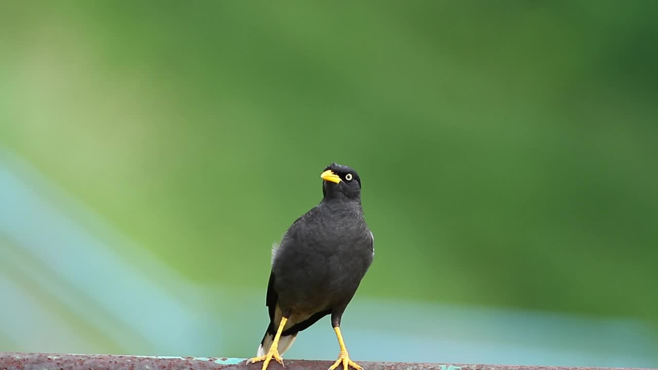 Stock Video Bird Flying Away From The Ground Live Wallpaper For PC