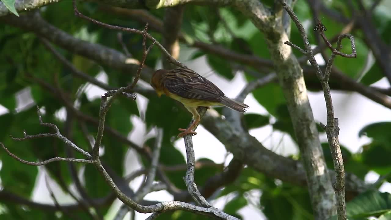 Stock Video Bird Flying Away From A Branch Live Wallpaper For PC