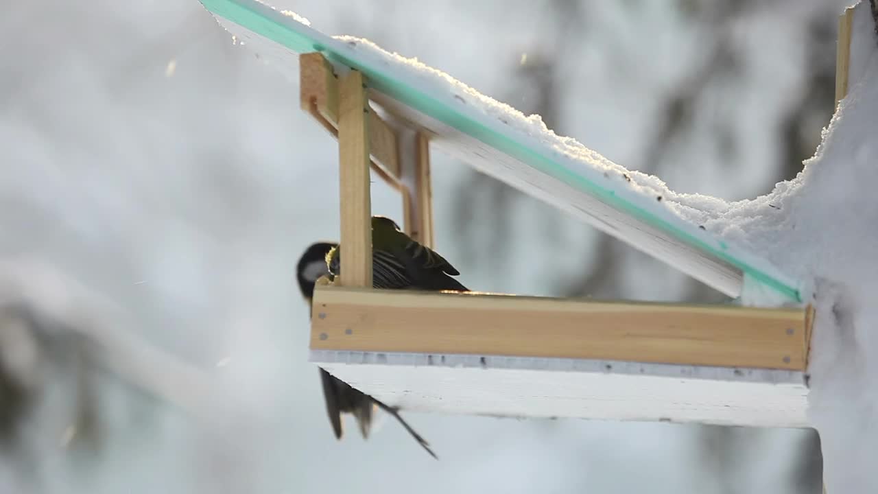 Stock Video Bird Feeder In The Park Live Wallpaper For PC