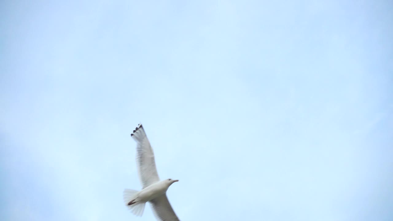 Stock Video Bird Experiencing Freedom While Flying Live Wallpaper For PC