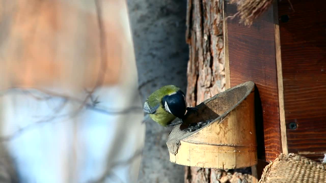 Stock Video Bird Eats In The Park Live Wallpaper For PC