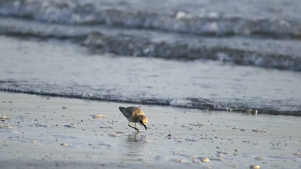Stock Video Bird Eating In The Beach Live Wallpaper For PC