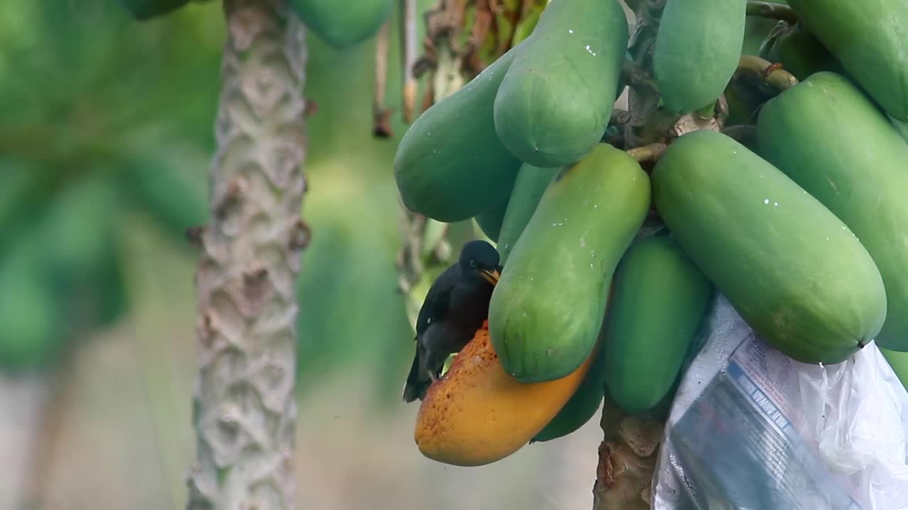 Stock Video Bird Eating Hanging Fruit Live Wallpaper For PC