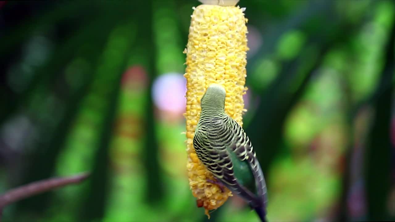 Stock Video Bird Eating Corn Live Wallpaper For PC
