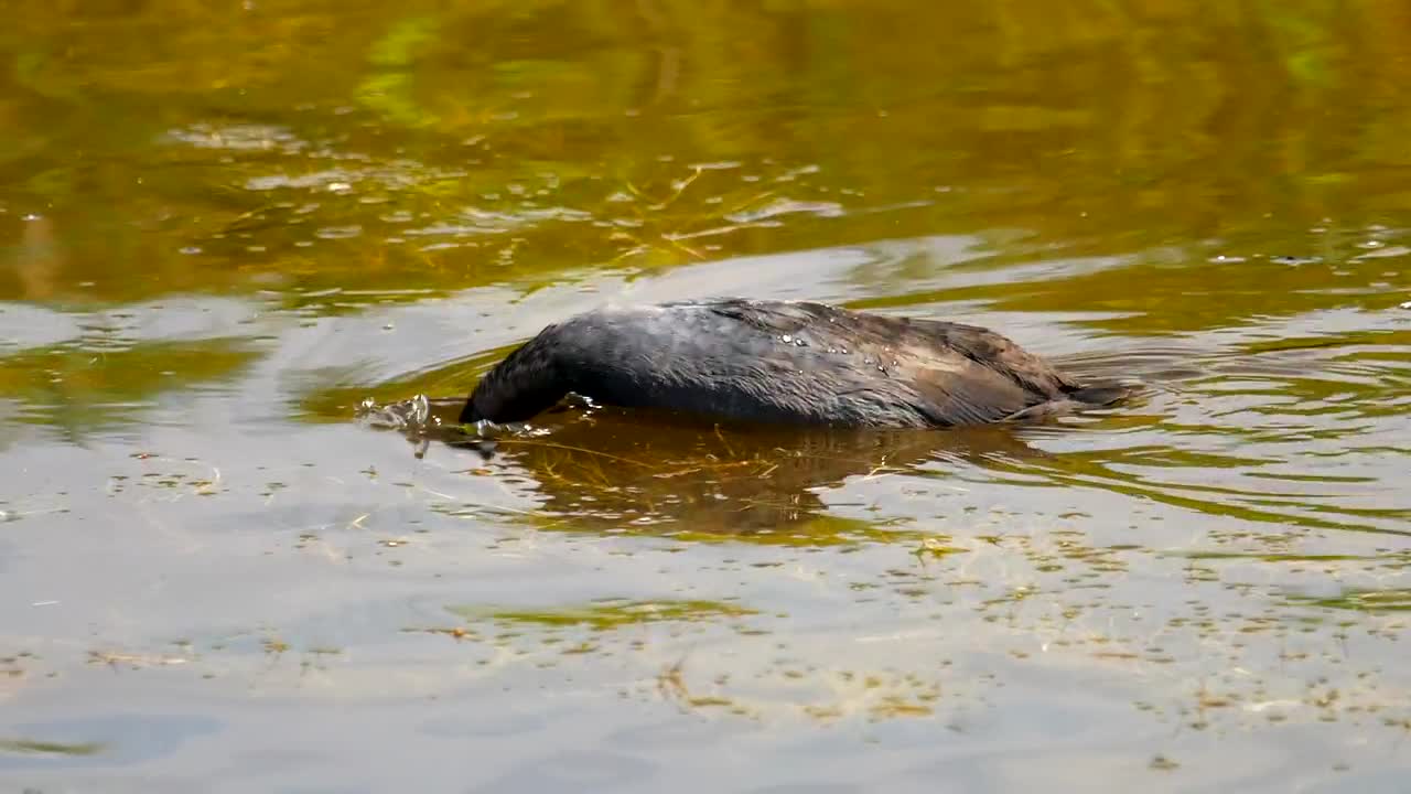 Stock Video Bird Diving In The Lake Live Wallpaper For PC