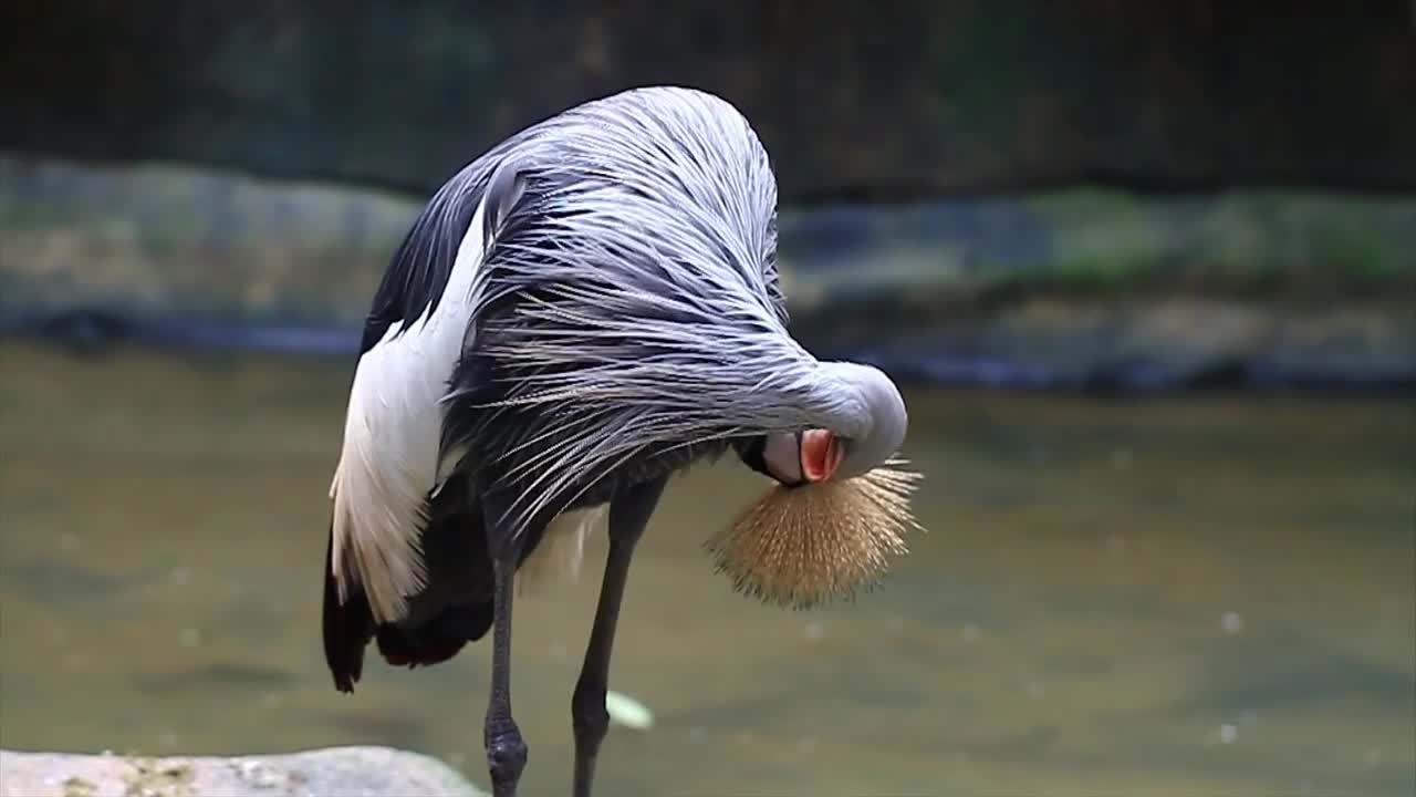 Stock Video Bird Cleaning Their Long Feathers Live Wallpaper For PC