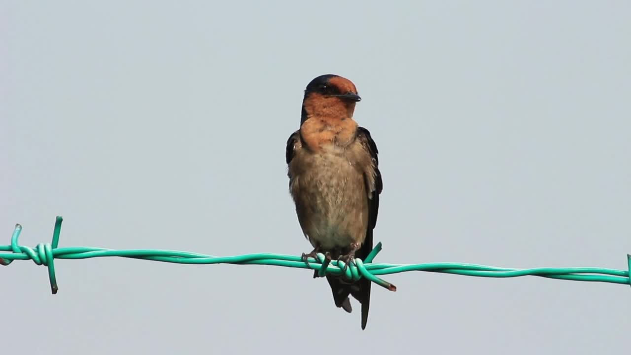 Stock Video Bird Cleaning Itself On A Wire Fence Live Wallpaper For PC