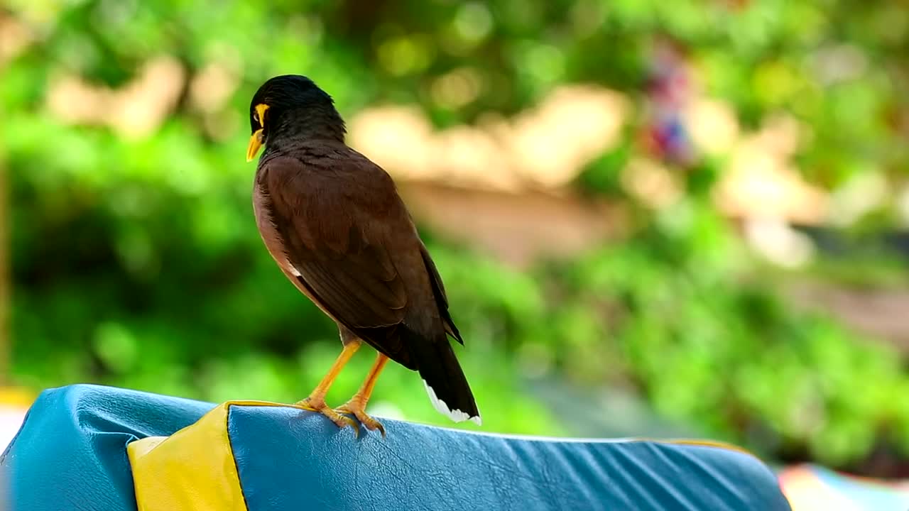 Stock Video Bird Cleaning His Feathers Live Wallpaper For PC
