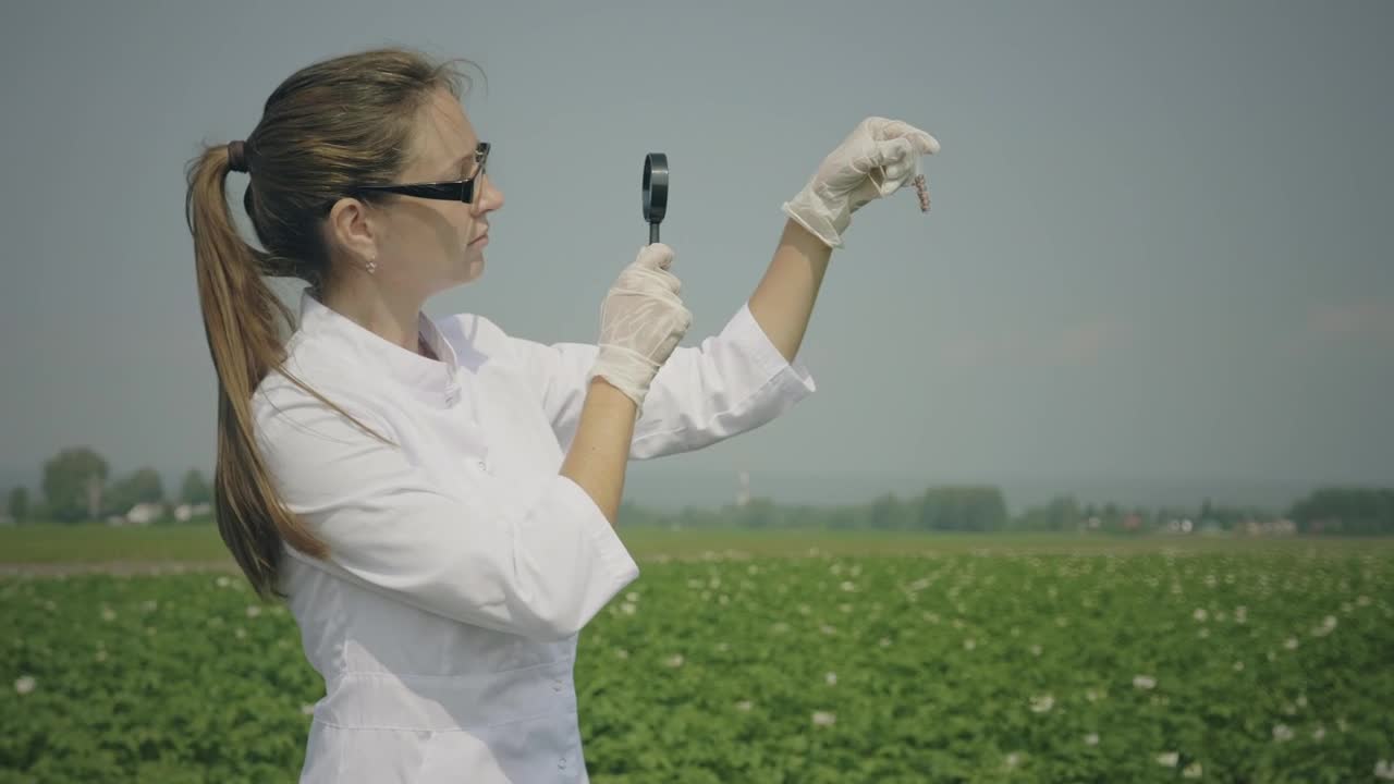 Stock Video Biologist Inspecting Samples In The Crop Field Live Wallpaper For PC