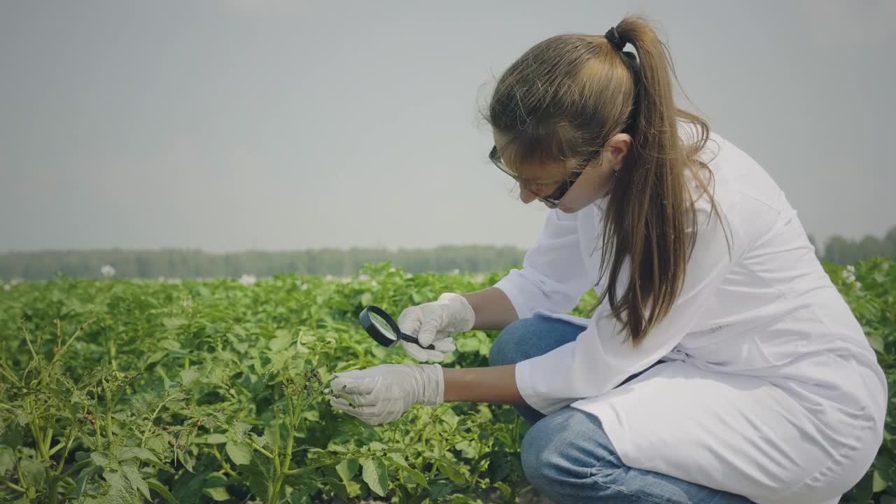 Stock Video Biologist Inspecting Pests In The Crops Live Wallpaper For PC