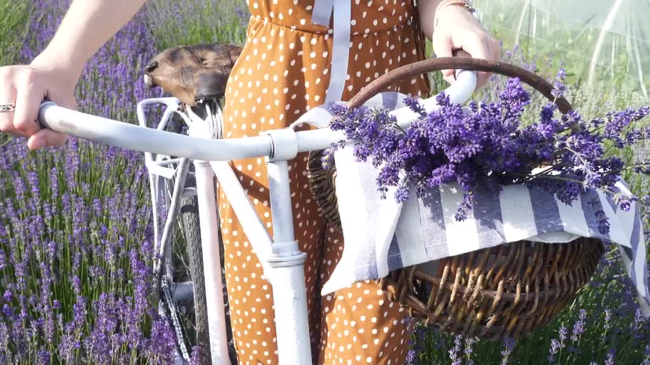 Stock Video Bike Basket Filled With Lavender Live Wallpaper For PC