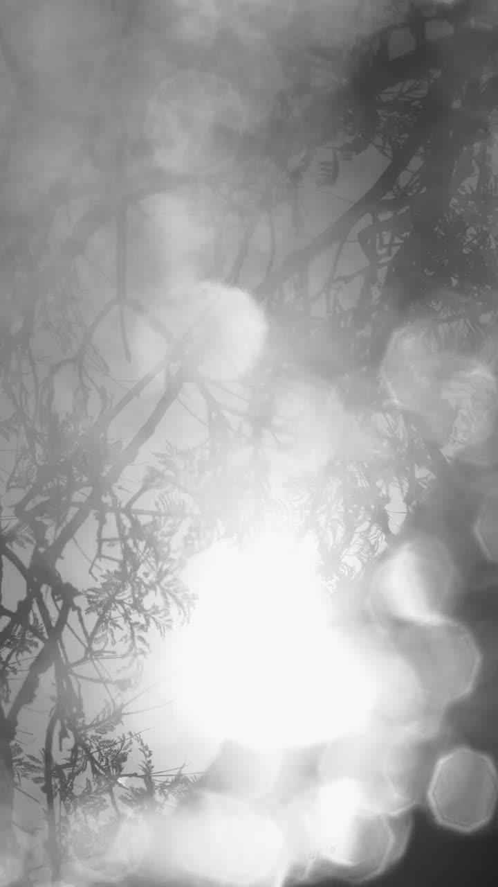 Stock Video Big Tree Seen Through Defocused Drops Live Wallpaper For PC