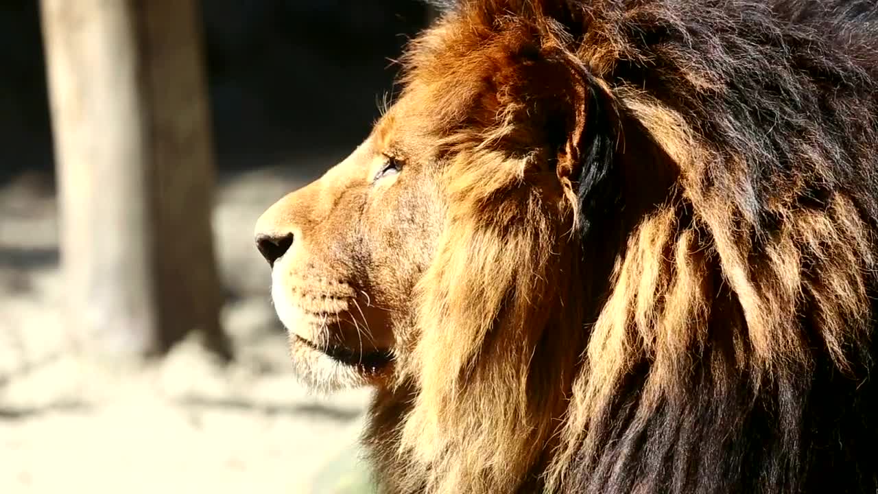 Stock Video Big Lion Staring At The Horizon Live Wallpaper For PC