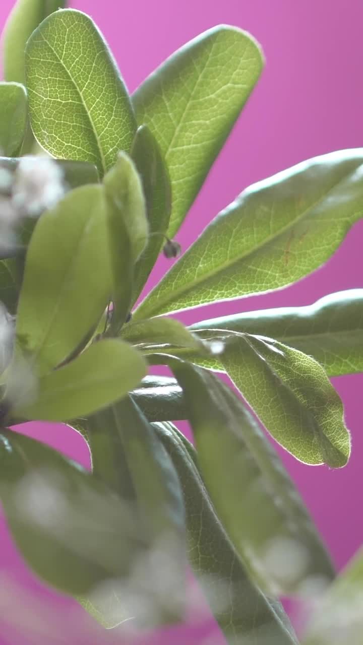 Stock Video Big Green Leaves With Small Flowers Live Wallpaper For PC