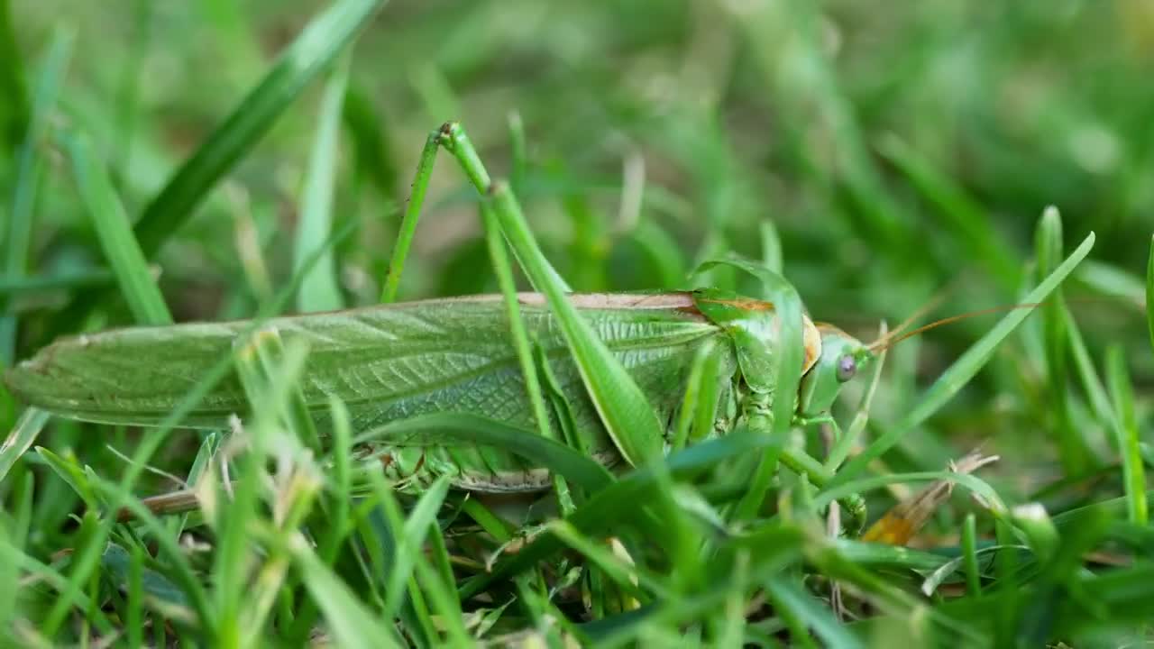 Stock Video Big Green Leaf Insect Live Wallpaper For PC